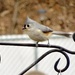 3-18-21 Tufted Titmouse by bkp