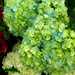 Who Ever Heard Of Green Hydrangea? by yogiw