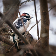 18th Mar 2021 - woodpecker