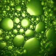 4th Mar 2021 - Green bubbles