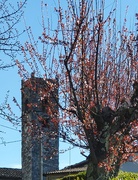 17th Mar 2021 - A Blooming Tower