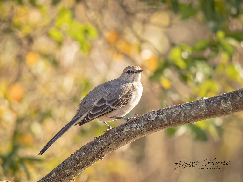 Spring in Coming! by lynne5477