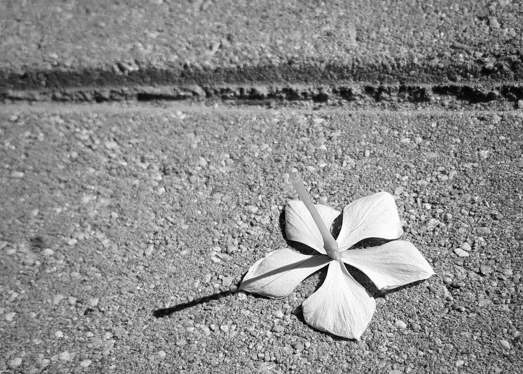 Fallen Flower  by salza