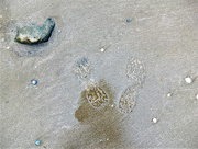 18th Mar 2021 - Leave nothing but footprints! 
