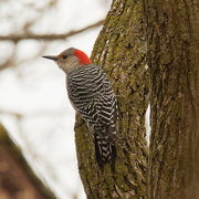 18th Mar 2021 - red-bellied woodpecker
