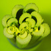 Celery by rumpelstiltskin