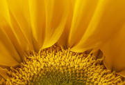 18th Mar 2021 - Sun(flower)rise