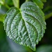 Hydrangea Leaf by carole_sandford