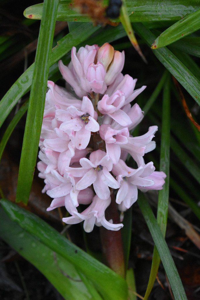 Pink hyacinth by homeschoolmom