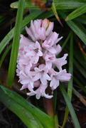 16th Mar 2021 - Pink hyacinth