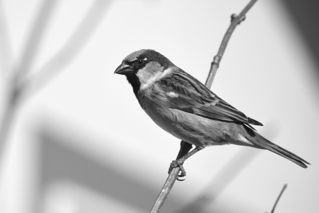 Sparrow In Black & White by bjywamer