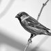 Sparrow In Black & White by bjywamer