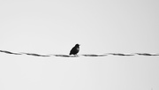 18th Mar 2021 - Bird On A Wire