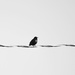 Bird On A Wire by bjywamer