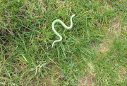 18th Mar 2021 - snake in the grass