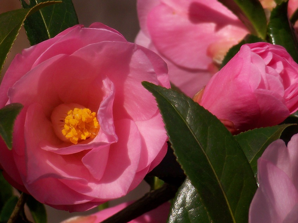 Camellias... by marlboromaam