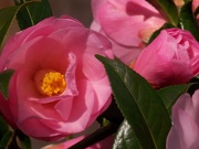 19th Mar 2021 - Camellias...