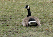 18th Mar 2021 - Canada goose