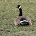 Canada goose by larrysphotos