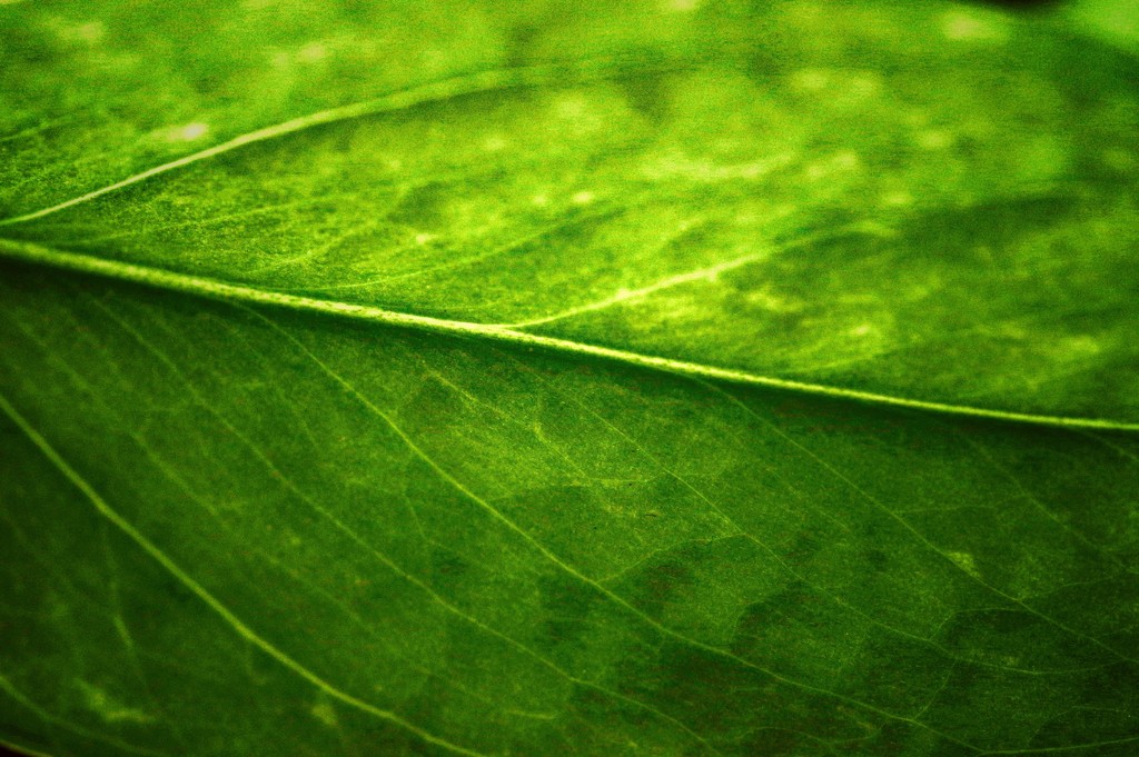 Pothos  Leaf by mzzhope