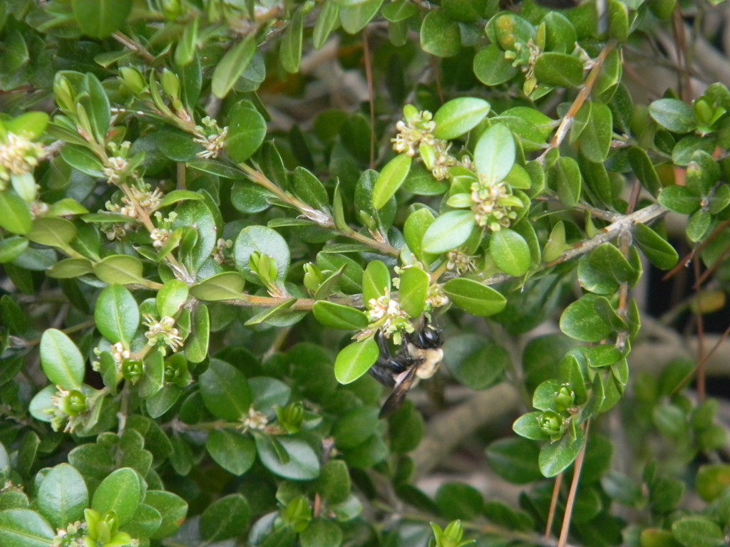 Bee in Bush  by sfeldphotos