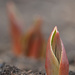 I have proof ... spring is coming! by fayefaye