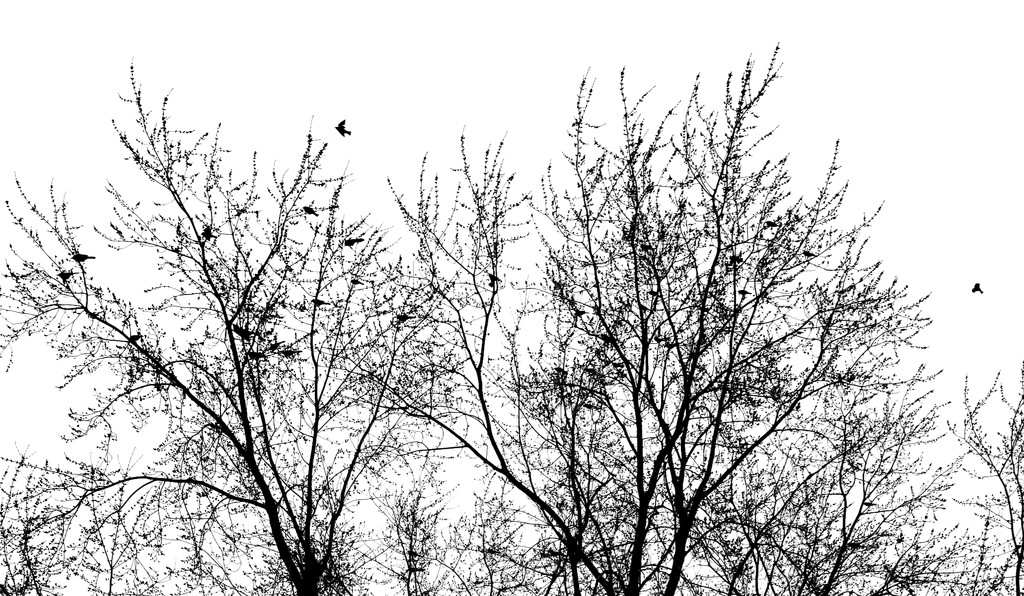 Four and twenty blackbirds by ljmanning
