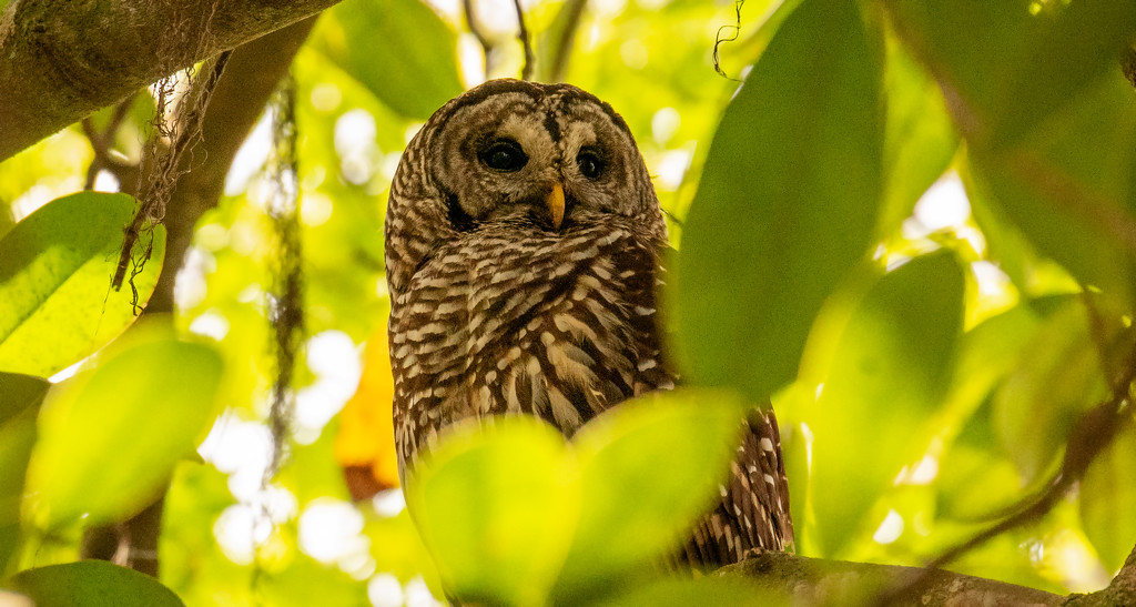 Barred Owl With It's Eye's Open! by rickster549