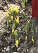 16th Mar 2021 - Signs of spring