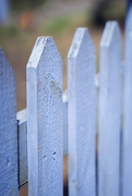 19th Mar 2021 - Blue Picket Fence
