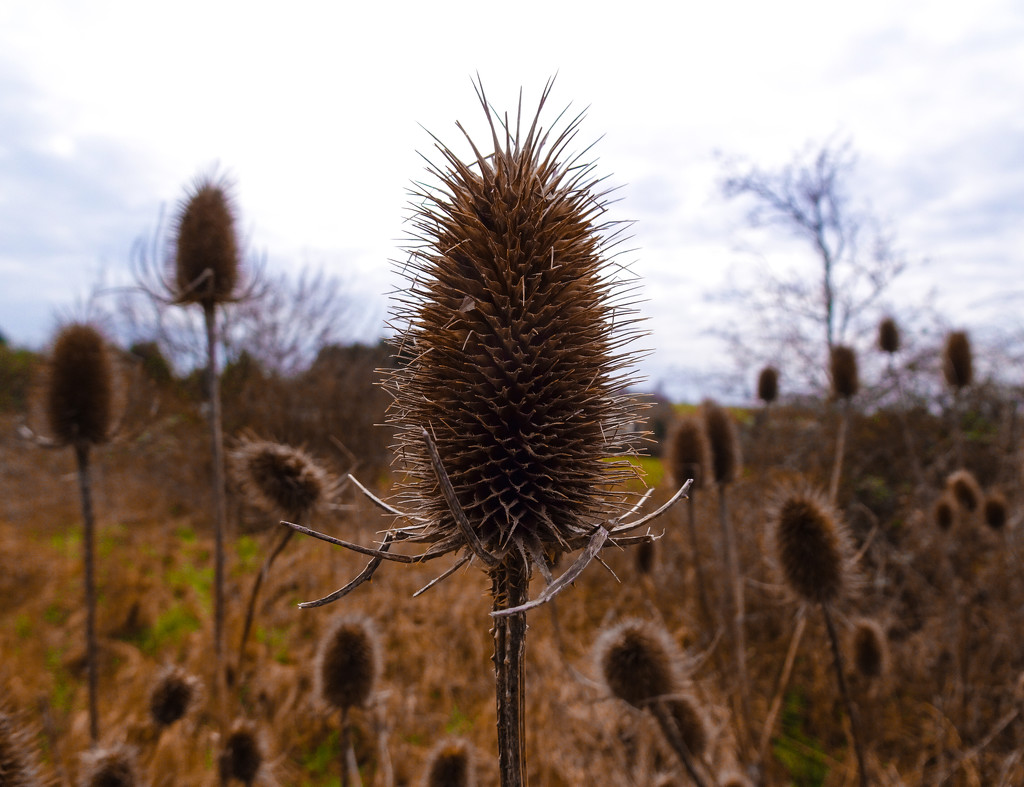 Thistles by cam365pix