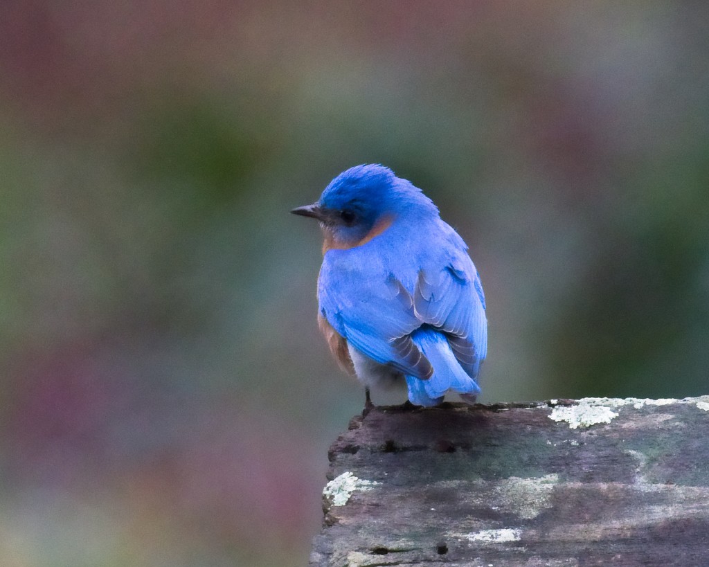 LHG6917-Mr  bluebird by rontu