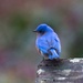 LHG6917-Mr  bluebird by rontu