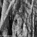 Tree Torsos by falcon11