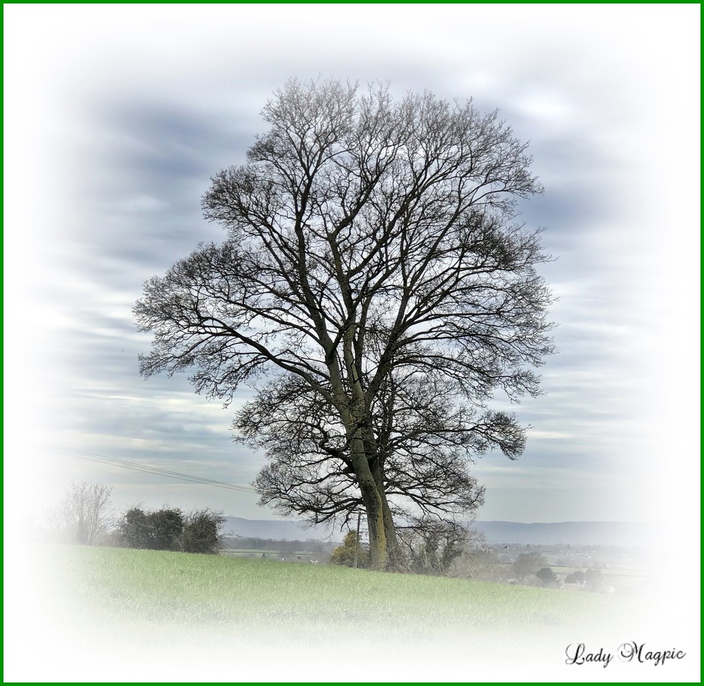 A Tree in the Centre of the Field by ladymagpie