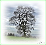 19th Mar 2021 - A Tree in the Centre of the Field
