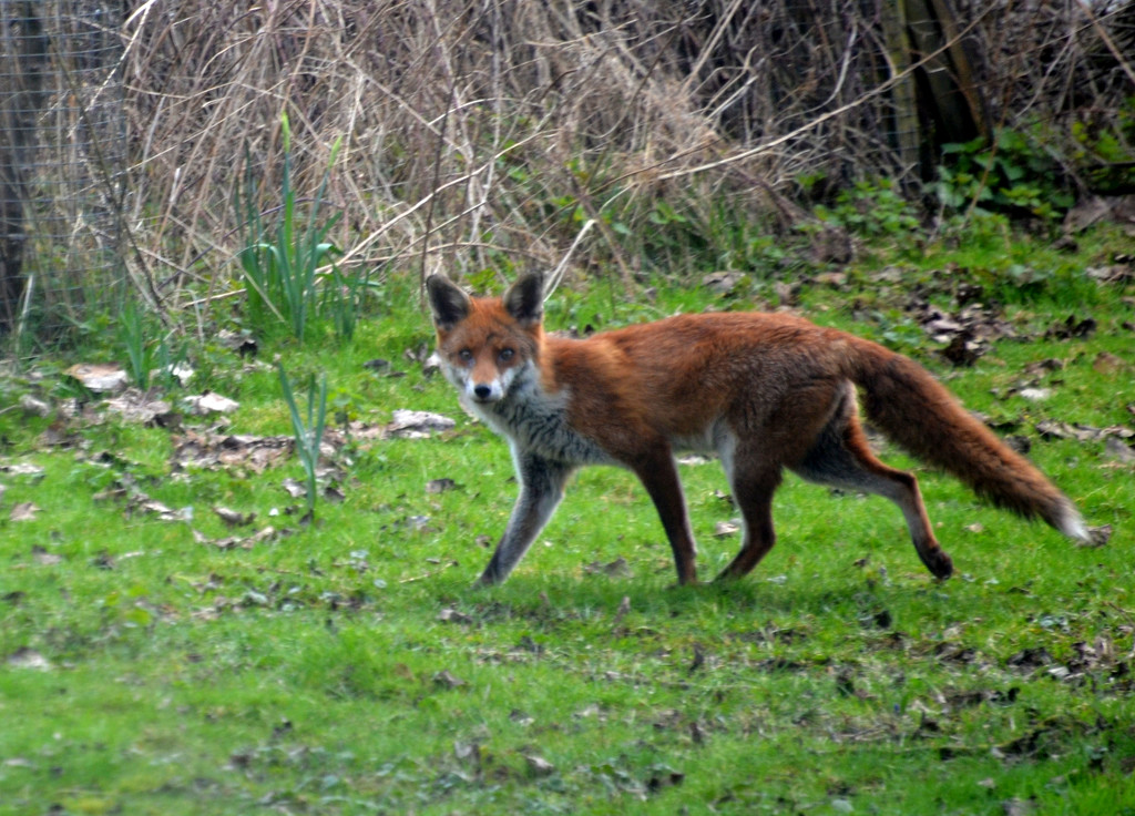 Red Fox by arkensiel