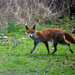 Red Fox by arkensiel