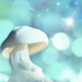 2021-03-19 not a magic mushroom... by mona65