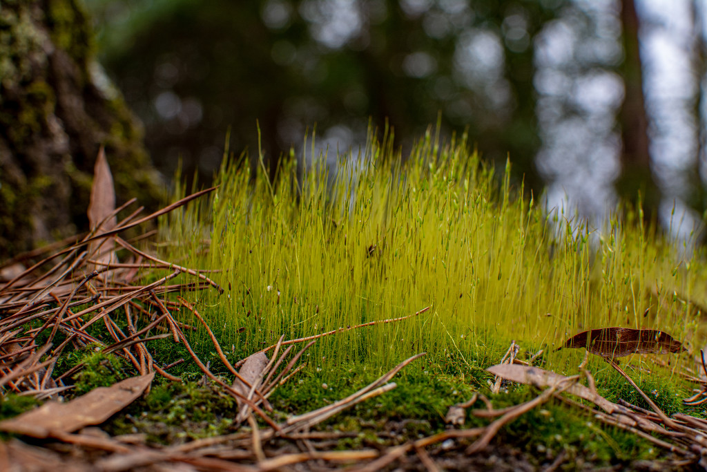 Moss under the tree... by thewatersphotos