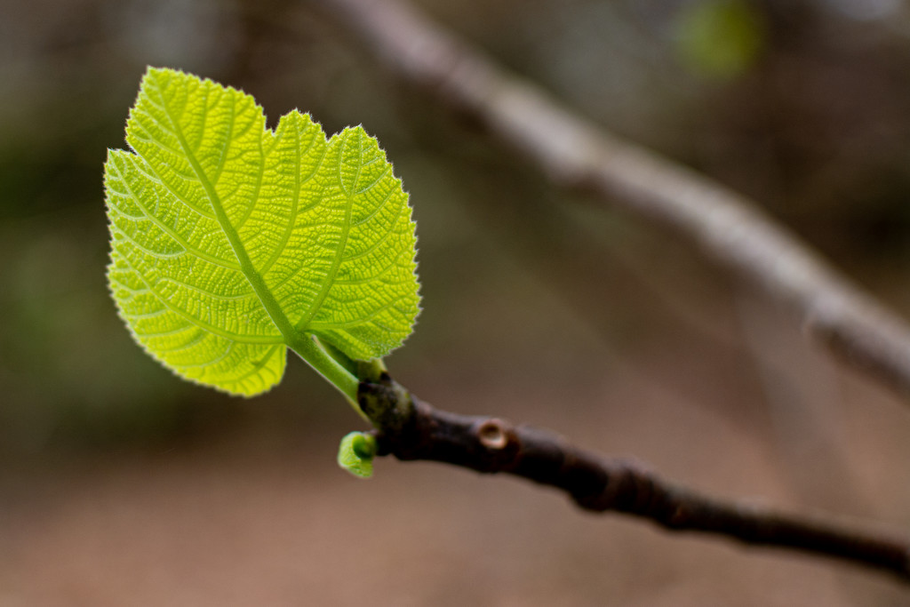 Early fig leaf... by thewatersphotos