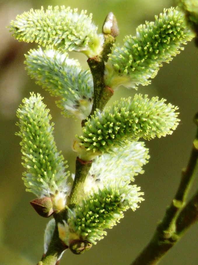 Willow Catkins by fishers