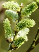 19th Mar 2021 - Willow Catkins