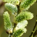 Willow Catkins by fishers