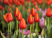 18th Mar 2021 - Tulips Everywhere