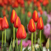 Tulips Everywhere by lynne5477