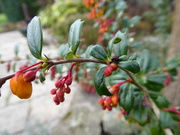 19th Mar 2021 - Cotoneaster