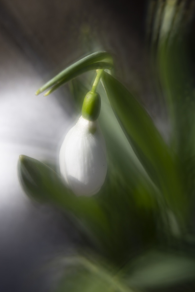 Snowdrops by pdulis