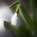 Snowdrops by pdulis