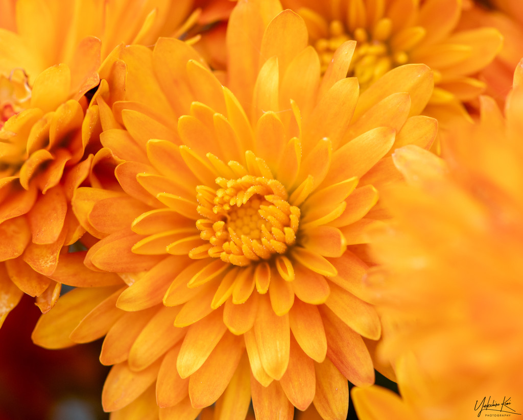 Orange chrysanthemum  by yorkshirekiwi
